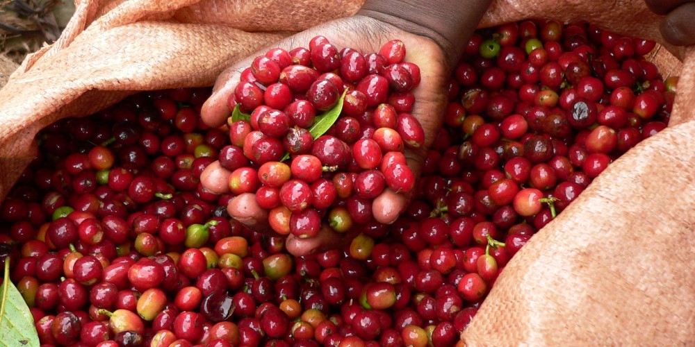 La Récolte Du Café Et Ses Différentes Méthodes Blog Prodia Plus